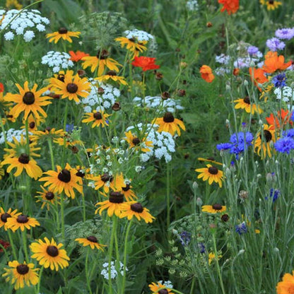 Southeast Wildflower Seed Mix