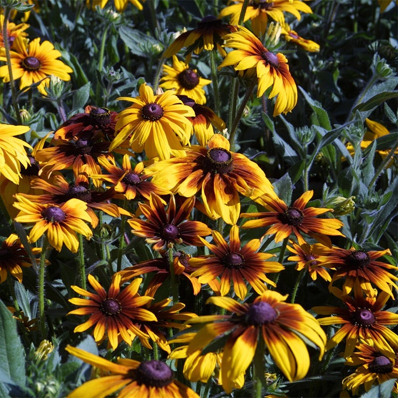 Daisy Flower Seeds | Easy-Growing Garden Daisies