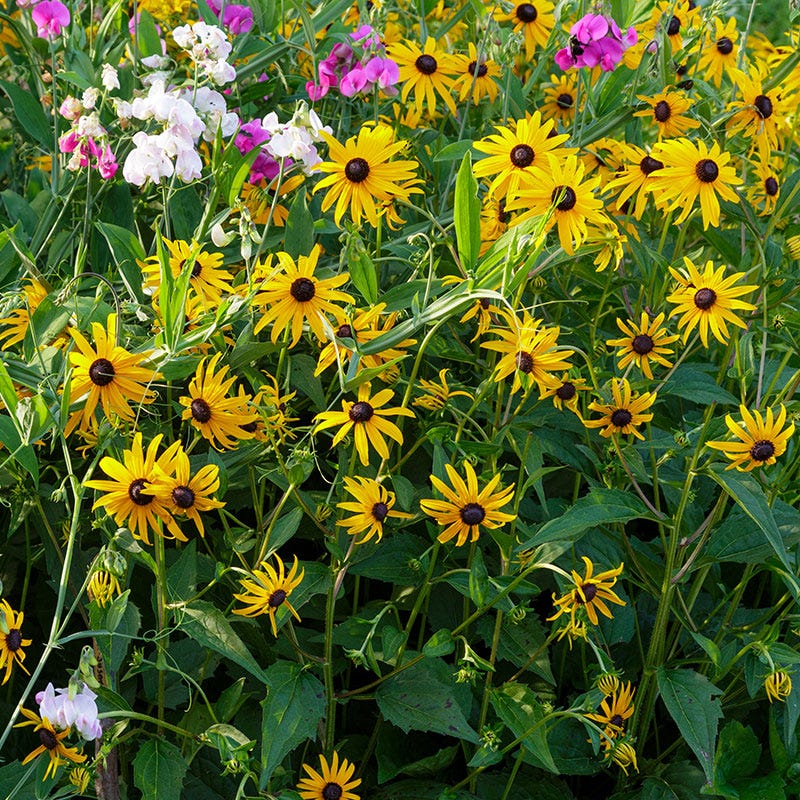 black eyed susan planting from seed Black Eyed Susan Seeds, Rudbeckia hirta