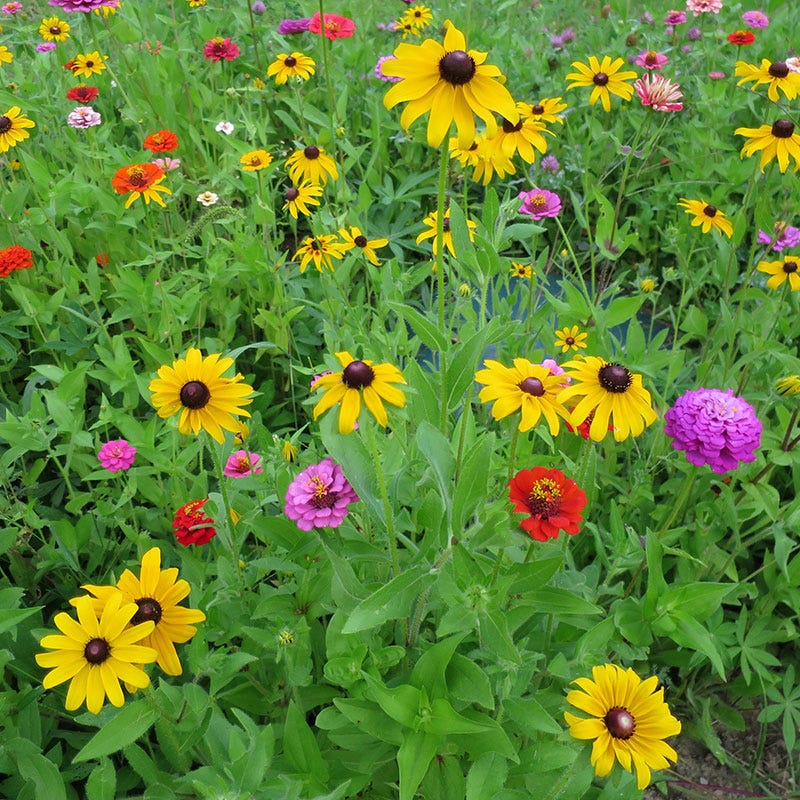 Black Eyed Susan Seeds