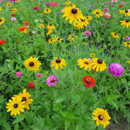 Black Eyed Susan Seeds