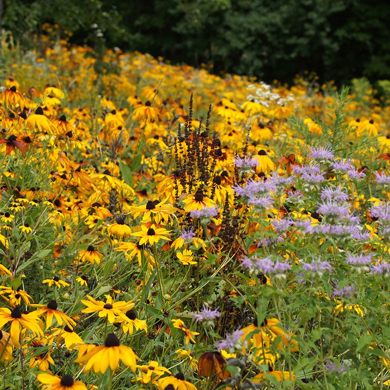 Black Eyed Susan Seeds