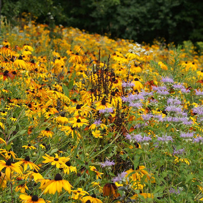 Black Eyed Susan Seeds
