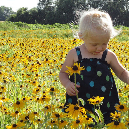 Black Eyed Susan Seeds