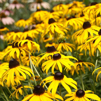 Black Eyed Susan Seeds
