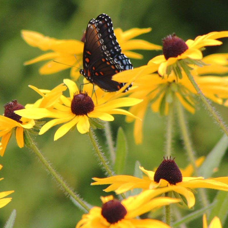 Black Eyed Susan Seeds