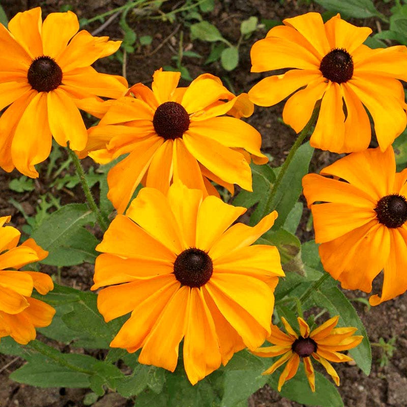 Marmalade Black Eyed Susan Seeds