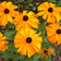 Marmalade Black Eyed Susan Seeds