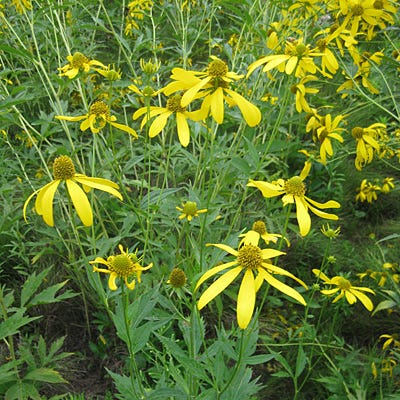 Wild Golden Glow Seeds