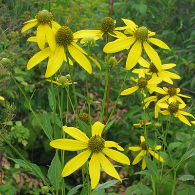 Wild Golden Glow Seeds