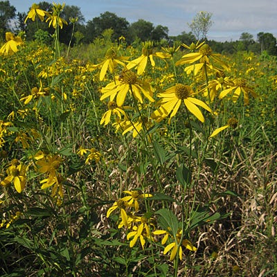 Wild Golden Glow Seeds