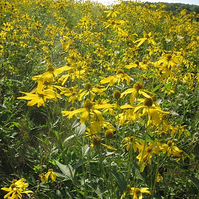 Wild Golden Glow Seeds