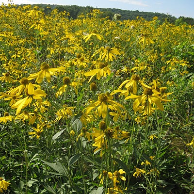 Wild Golden Glow Seeds