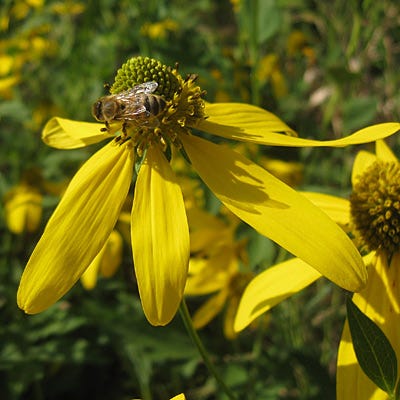 Wild Golden Glow Seeds