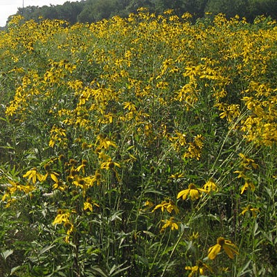 Wild Golden Glow Seeds