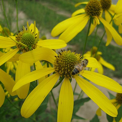 Wild Golden Glow Seeds