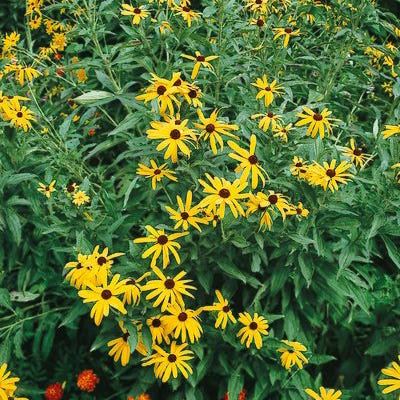 Sweet Black Eyed Susan Seeds