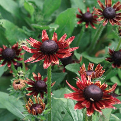 Cherry Brandy Black Eyed Susan