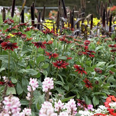 Cherry Brandy Black Eyed Susan