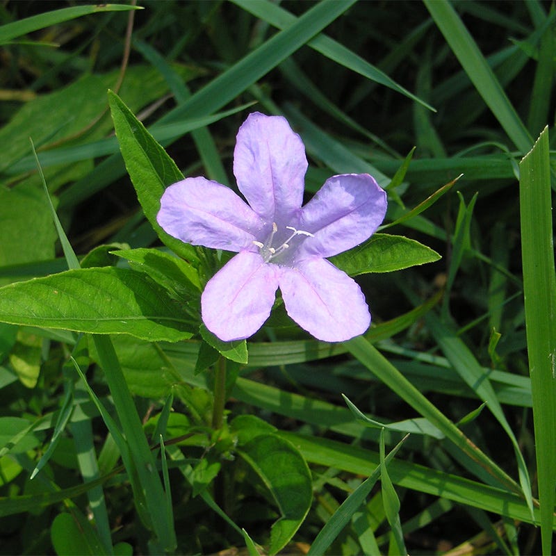 Wild Petunia Seeds