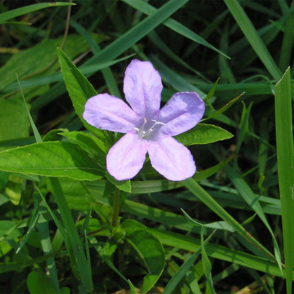 Wild Petunia Seeds