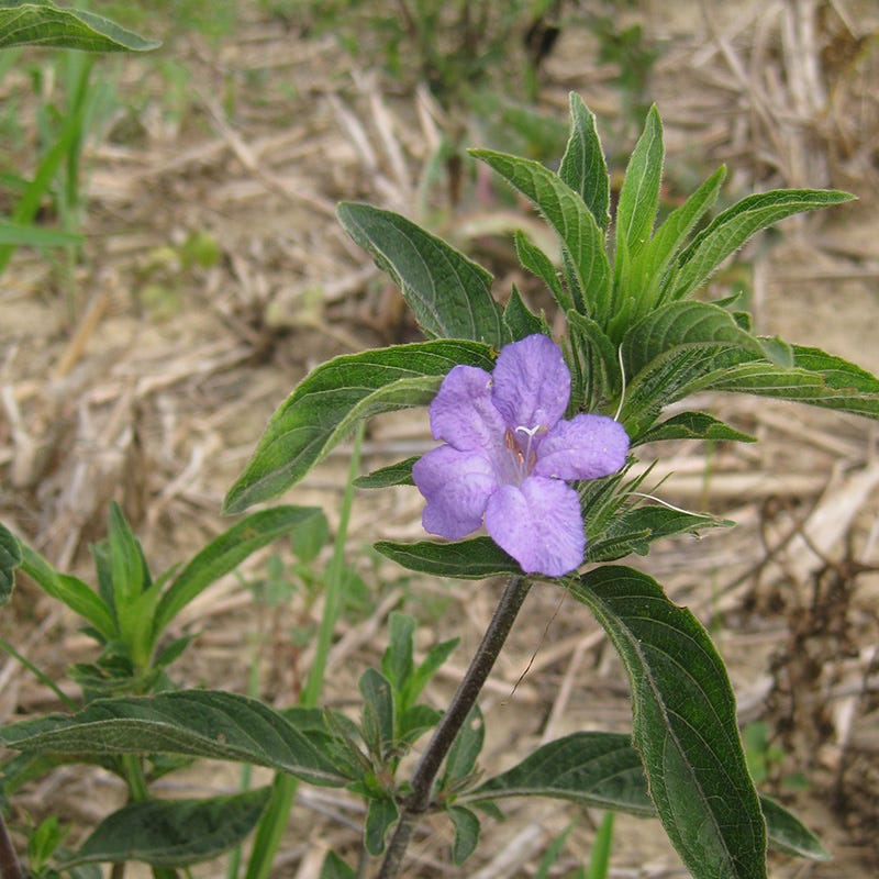 Wild Petunia Seeds