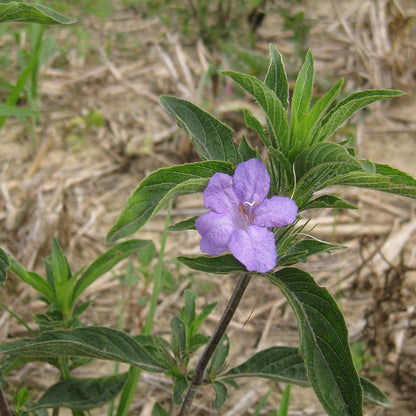 Wild Petunia Seeds