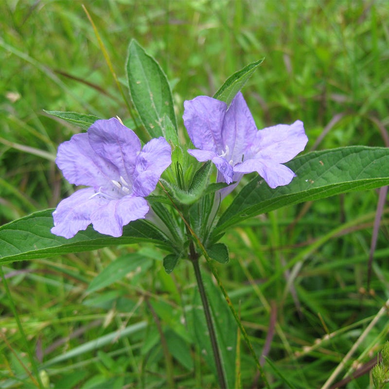 Wild Petunia Seeds