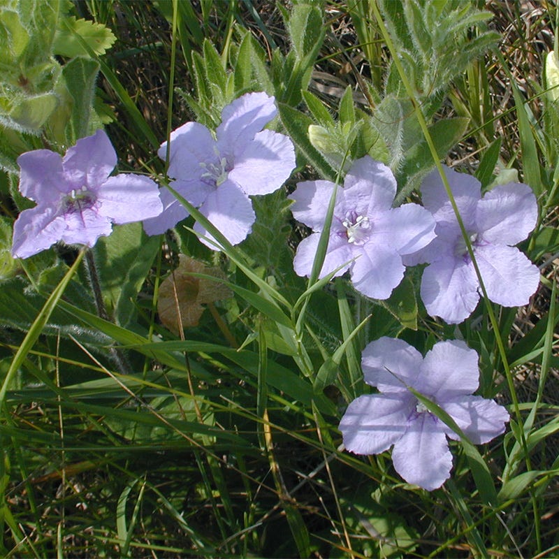 Wild Petunia Seeds