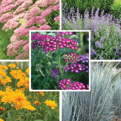 Rugged Beauty Curb Appeal Plant Collection
