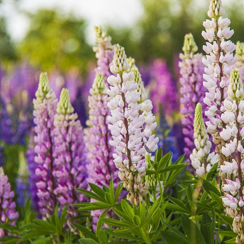 lupine flower from seed Russell Lupine Seed Mix, Lupinus polyphyllus