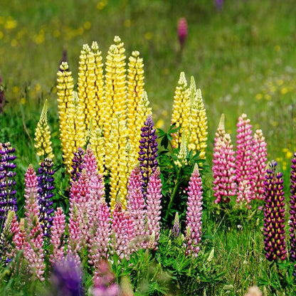 Russell Lupine Seed Mix