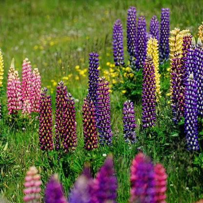 Russell Lupine Seed Mix