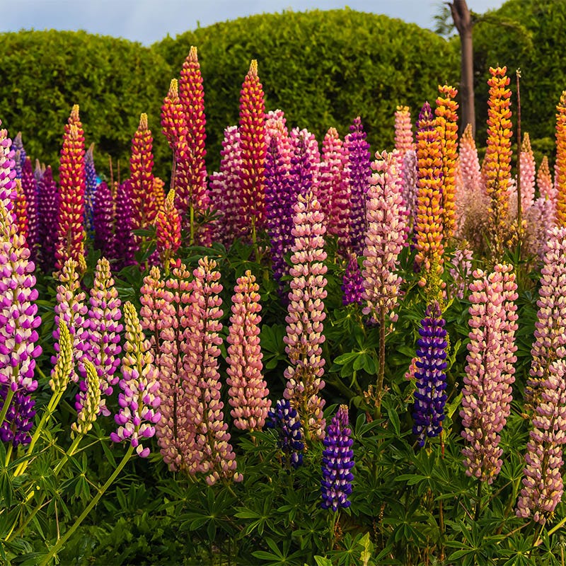 Lupine Seed Mix