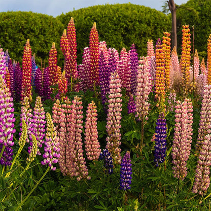 Lupine Seed Mix
