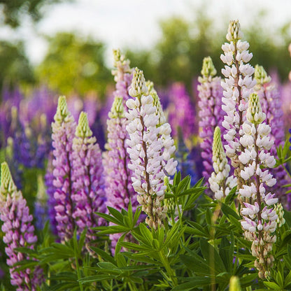 Native Pacific Northwest Wildflower Seed Mix