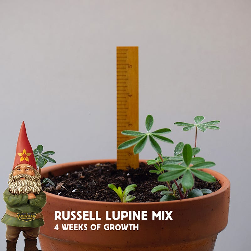 Russell Lupine Seed Mix
