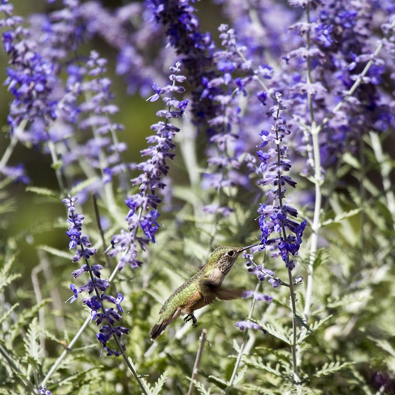 Russian Sage | Purple | Plant - 3" Pot by American Meadows