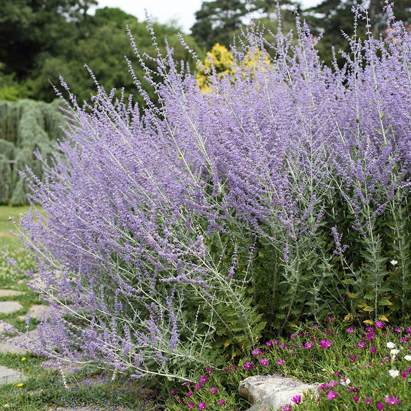 Coastal Cottage Pre-Planned Garden