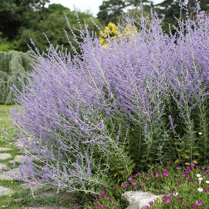 Coastal Cottage Pre-Planned Garden