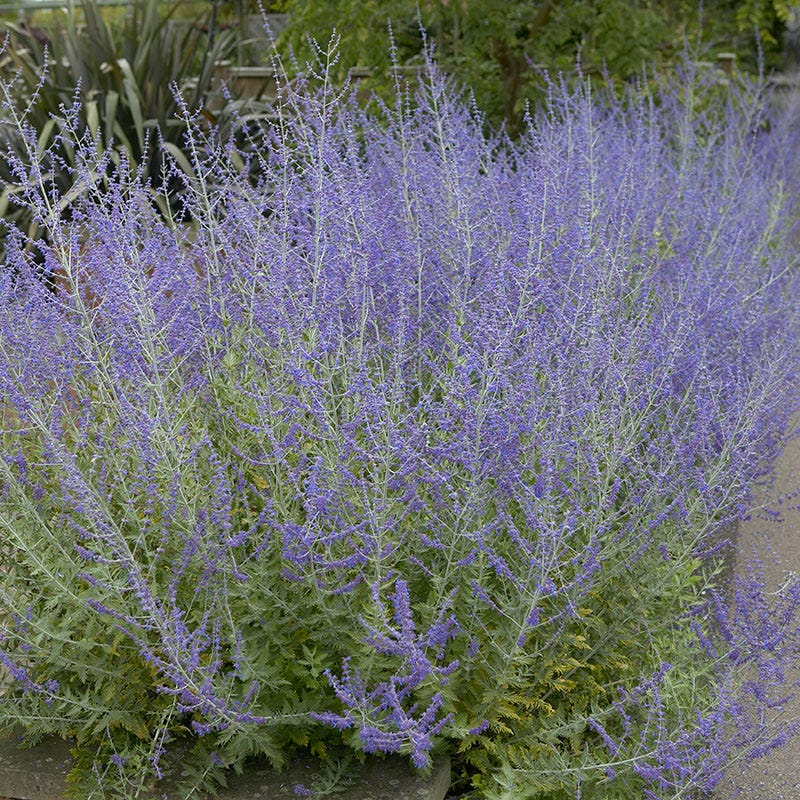 Little Spire Russian Sage