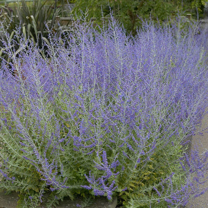 Little Spire Russian Sage