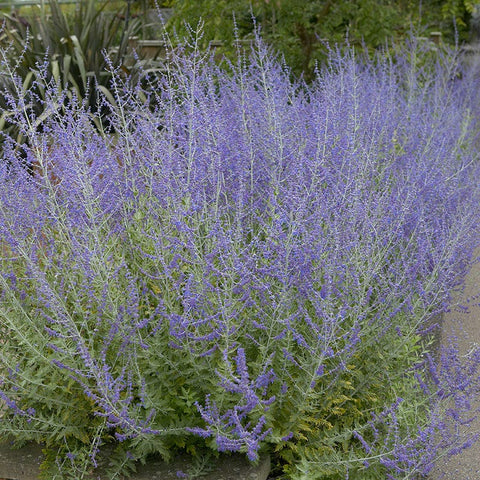 russian lavender plant Little Spire Russian Sage | Purple | Plant