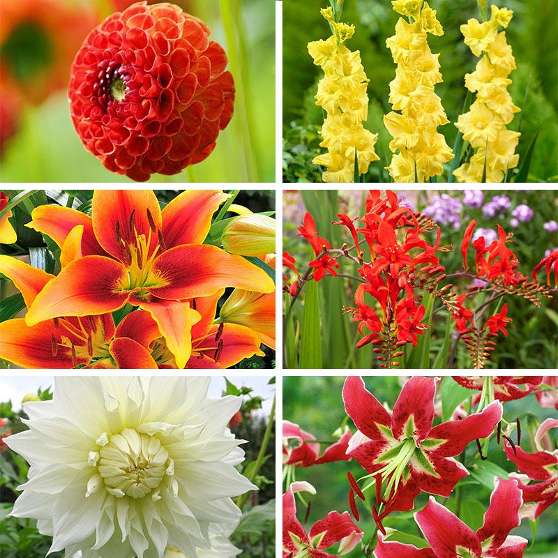 Rustic Bouquet Collection (Mid-Summer Flowers)