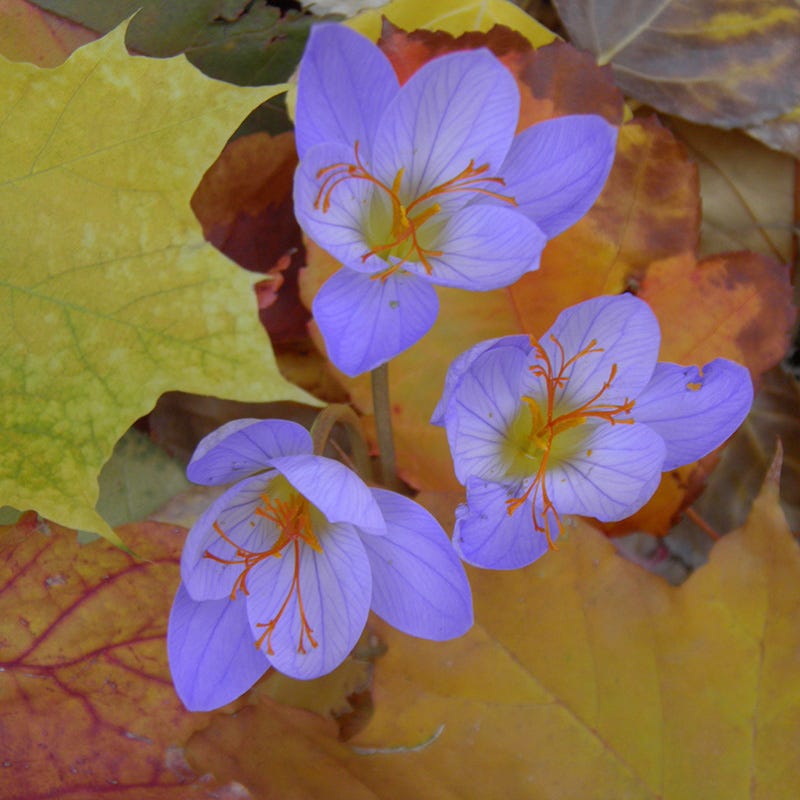 Saffron Crocus | Purple | Bag of 15 by American Meadows