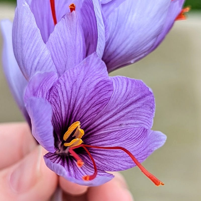 saffron flower seeds price Saffron Crocus | Purple