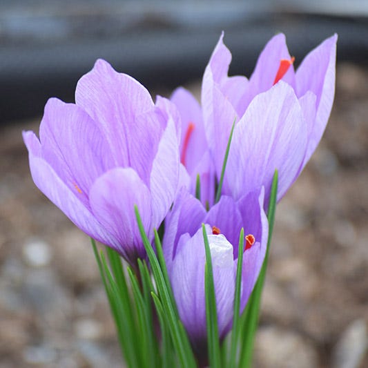 Saffron Crocus