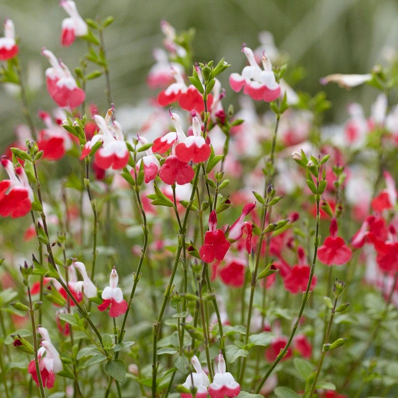 hot lips plant seeds Hot Lips Sage, Salvia microphylla