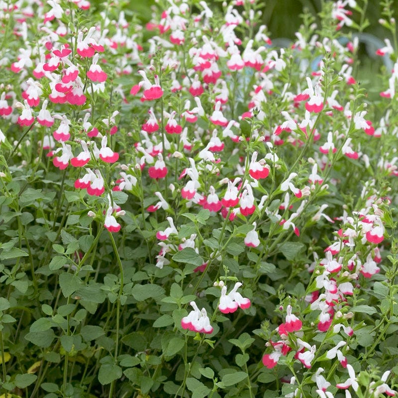 hot lips plant seeds Hot Lips Sage, Salvia microphylla