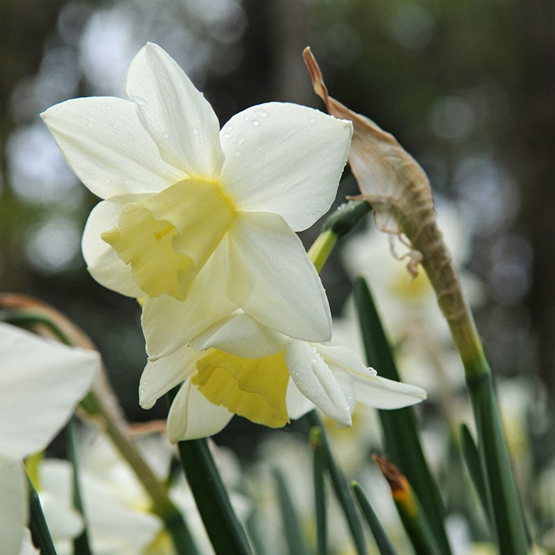 Sailboat Daffodil